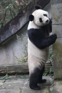 not a panda suit